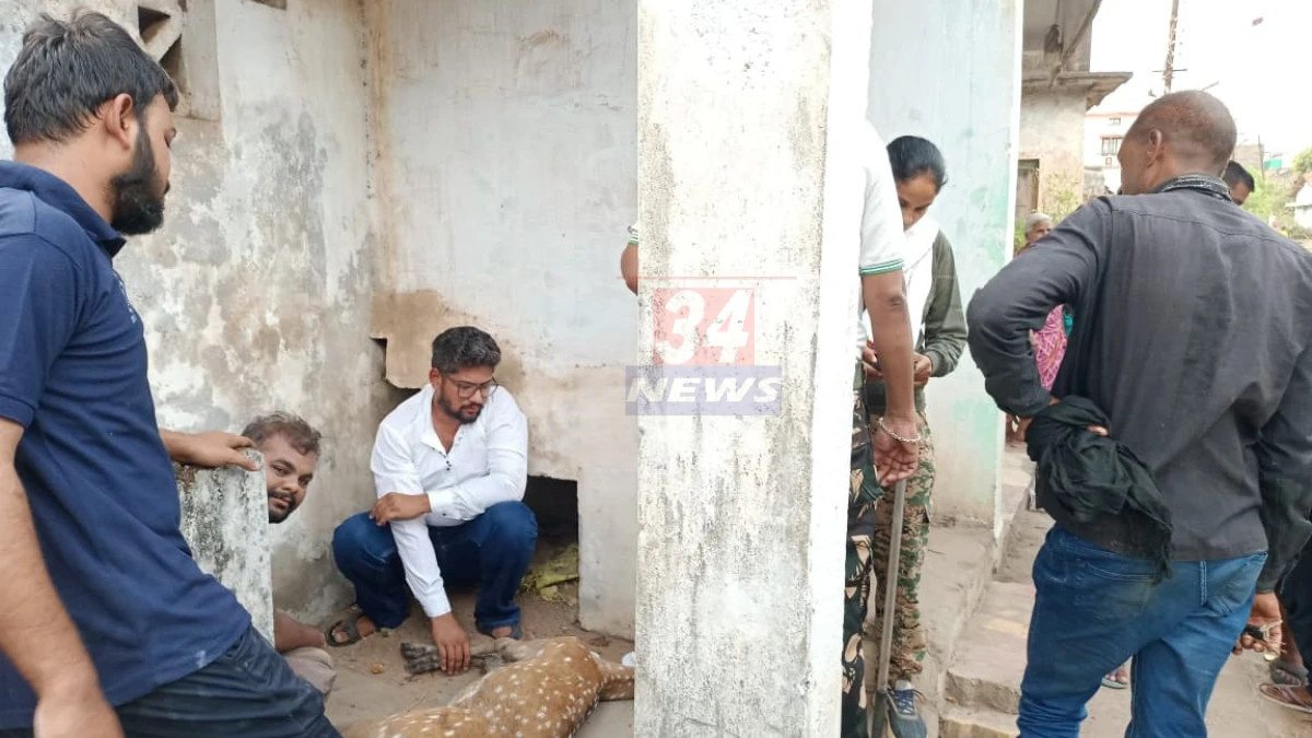 वाढदिवसाचा उत्सव सोडून भाजप कार्यकर्त्याने वाचवला Injured Chita चा जीव