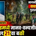 नागभीड तालुक्यातील गिरगाव जंगलात वाघाचा हल्ला; गुराख्याचा मृत्यू, २१ वा बळी Nagbhid Wildlife Conflict मध्ये गिरगाव जंगलात गुराख्याचा मृत्यू