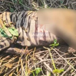 Pombhurna Tiger Death प्रकरणातील पिंपरी दीक्षित जंगल परिसर