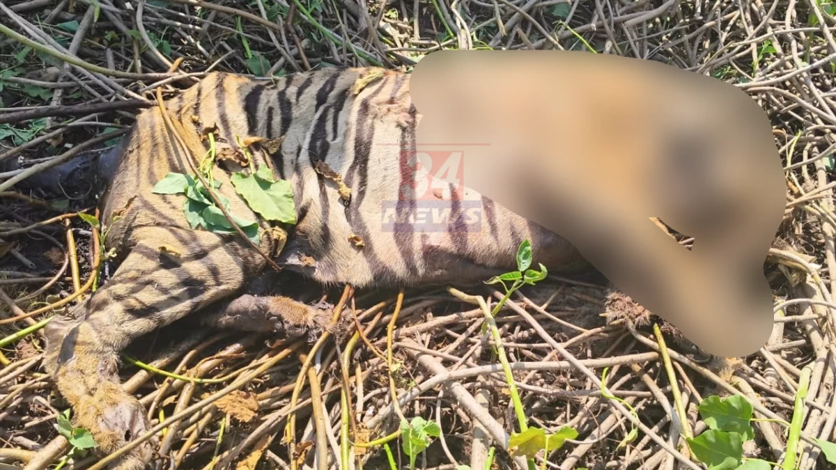 Pombhurna Tiger Death प्रकरणातील पिंपरी दीक्षित जंगल परिसर