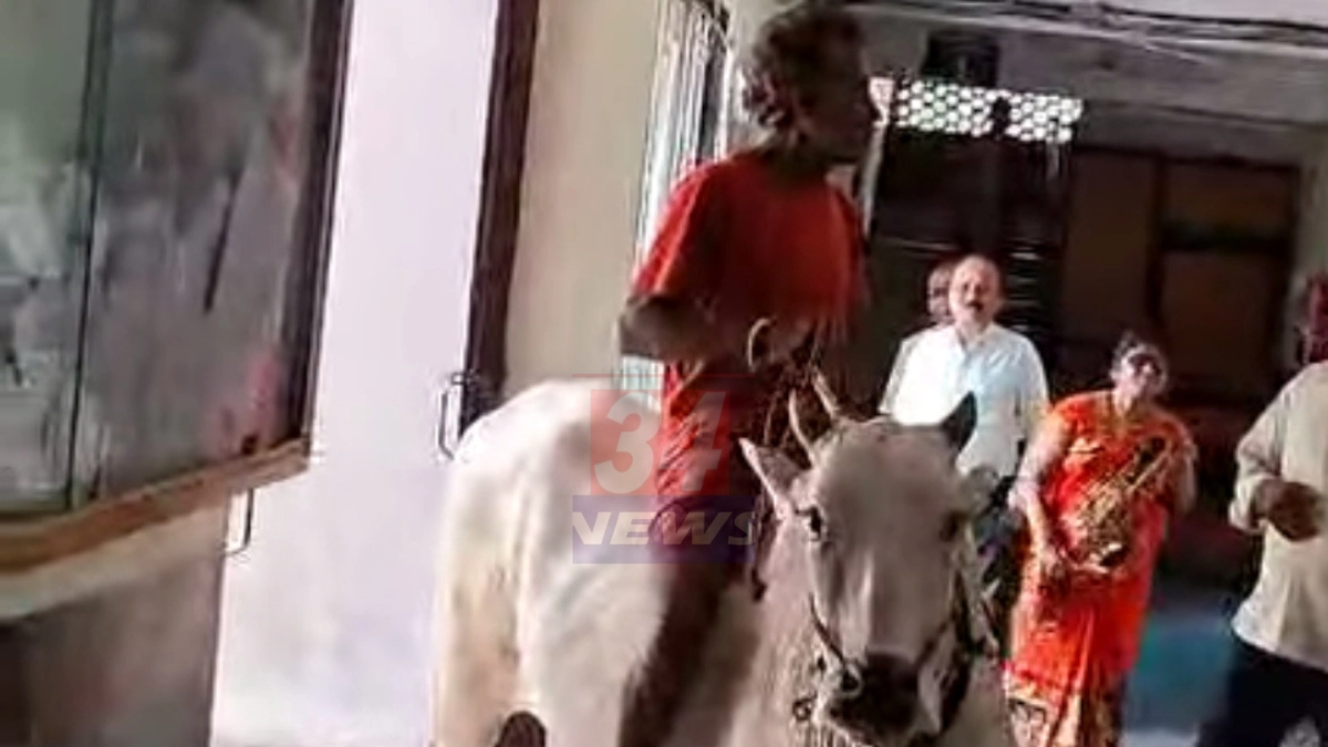 Farmer On Bullock दरम्यान बैलावर स्वार शेतकरी तहसील कार्यालयात