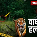 Tadoba Tiger Attack : चोरगाव येथे वाघाच्या हल्ल्यानंतर घटनास्थळी वन विभागाचे पथक