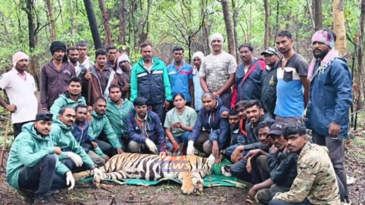 Chandrapur Tiger Captured दरम्यान वनविभागाने ताडोबा बफरमधील हल्लेखोर वाघाला जेरबंद केले