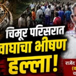 चिमूर तालुक्यातील बरंडघाट येथे वाघाच्या हल्ल्यात शेतकरी ठार; चंद्रपूर जिल्ह्यातील मानव-वन्यजीव संघर्षाचा हा २३ वा बळी Chimur Tiger Attack Incident at Barandghat Chandrapur