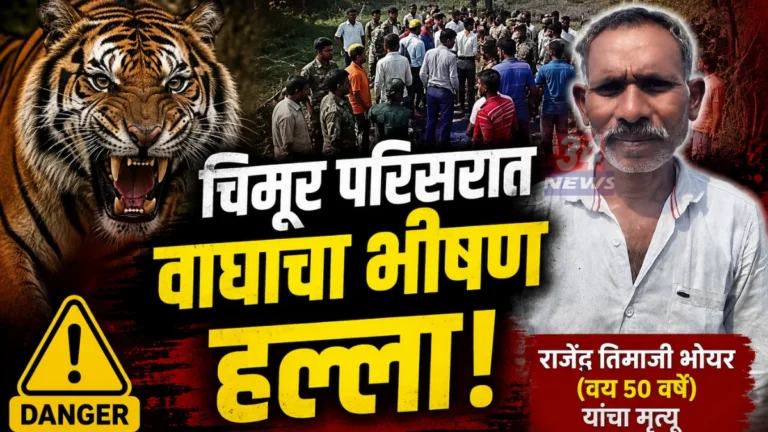 चिमूर तालुक्यातील बरंडघाट येथे वाघाच्या हल्ल्यात शेतकरी ठार; चंद्रपूर जिल्ह्यातील मानव-वन्यजीव संघर्षाचा हा २३ वा बळी