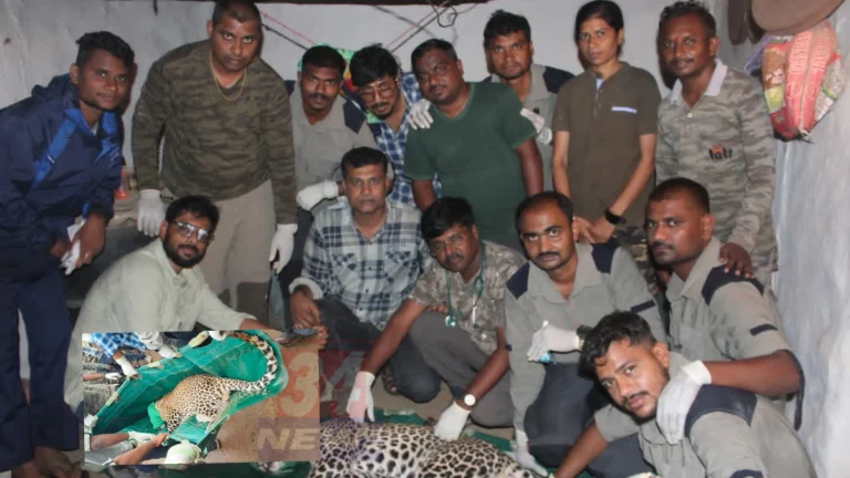 Nagbhid Leopard Rescue दरम्यान कोरंबी गावातील घरात घुसलेल्या बिबट्याला वनविभागाने सुरक्षित पकडले