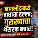 वाघाने जबड्यात पकडून फरफटत नेले; गुराख्याच्या थरारक बचाव Nagbhid Tiger Attack