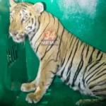 ब्रम्हपुरीत दहशत माजवणारी T-120 वाघीण अशी झाली जेरबंद! T120 Tigress Captured Brahmapuri Forest Department Operation