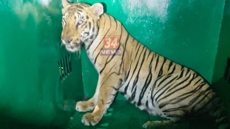 ब्रम्हपुरीत दहशत माजवणारी T-120 वाघीण अशी झाली जेरबंद!