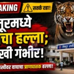 झुडपात दडून बसला होता वाघ, तितक्यात पोहोचला गुराखी आणि... Tiger Attack Chimur Chandrapur forest incident in Malewada village