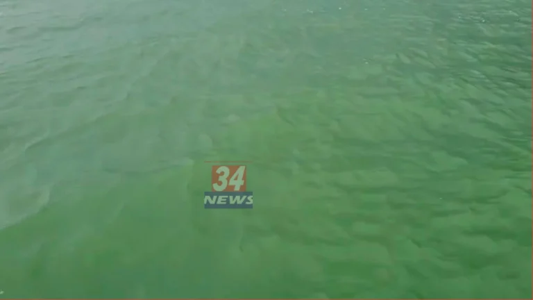 Amalnala Dam Green Water गडचांदूर पाणी समस्या