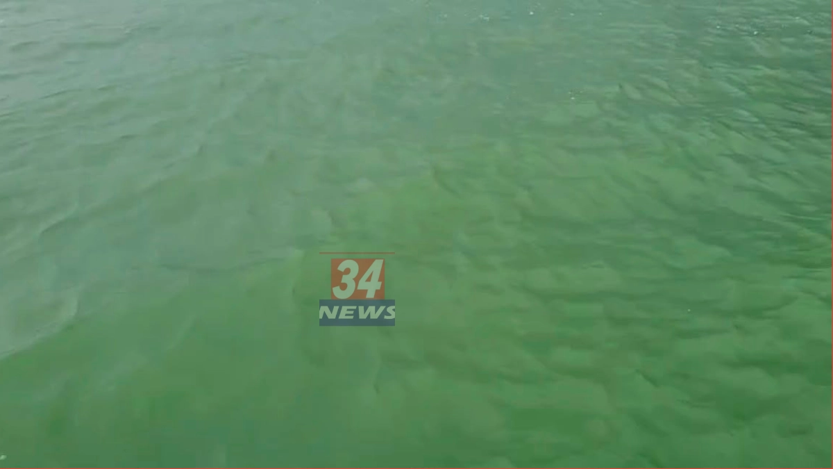 Amalnala Dam Green Water गडचांदूर पाणी समस्या