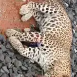 Ballarshah Railway Leopard Accident Spot and Report