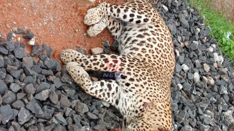 Ballarshah Railway Leopard Accident Spot and Report