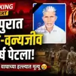 चंद्रपुरात मानव-वन्यजीव संघर्ष पेटला: वाघाच्या हल्ल्यात ६१ वर्षीय शेतकरी ठार Chandrapur Man Animal Conflict Nagbhid Janakapur Incident