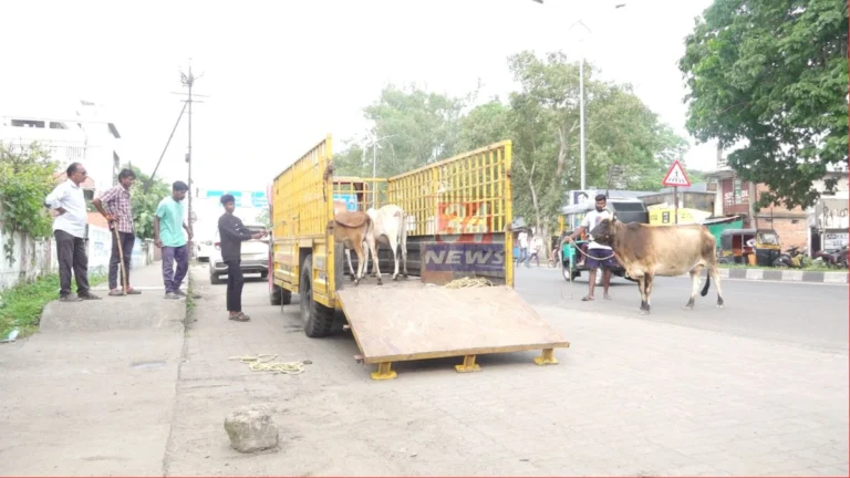 Chandrapur Stray Cattle Action Municipal Corporation Seizing Animals