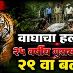 Moharli Tiger Attack News forest area camera trap