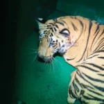 नागभीडमध्ये २ जणांचा बळी घेणारी T-61 SAF वाघीण अखेर जेरबंद Nagbhid Tiger Captured : नागभीडमध्ये टी ६१ वाघीण जेरबंद करताना वनविभाग पथक