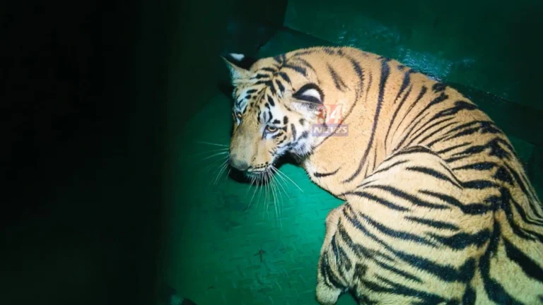 Nagbhid Tiger Captured : नागभीडमध्ये टी ६१ वाघीण जेरबंद करताना वनविभाग पथक