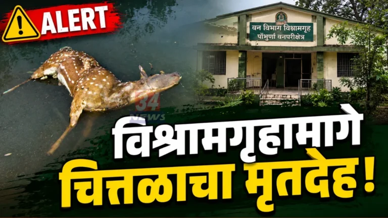 Pombhurna Forest News chital found dead in lake behind forest rest house