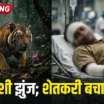 वाघाच्या हल्ल्यात तरुण शेतकरी रक्तबंबाळ; पण एका काठीने फिरवला संपूर्ण खेळ! Chimur Tiger Attack News farmer injured in Navtala forest