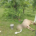 सातारा तुकूम जंगलात पोटातील वासरासाठी गायीची वाघाशी झुंज Pombhurna Tiger Attack injured pregnant cow rescued by Roshan Rathod