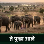 सावली तालुक्यात पुन्हा हत्तींचा कळप दाखल; वनविभाग सतर्क Savli Elephant Herd सावली तालुक्यातील शिवारात संचार करताना