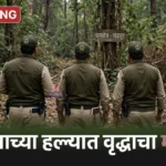 शाळेजवळ वाघाने केली गुराख्याची शिकार, मानव वन्यजीव संघर्षातील बळी क्रमांक ३० Sawali Tiger Attack घटनास्थळी वनविभाग अधिकाऱ्यांची पाहणी, निलसनी पेठगाव