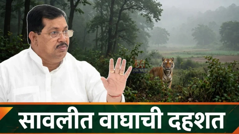 सावली तालुक्यातील Sawali Tiger Attack घटनेनंतर आ. वडेट्टीवार यांनी वनविभागाला दिलेला इशारा