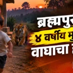 ब्रह्मपुरीत वाघाचा चार वर्षांच्या बालकावर हल्ला, पुतण्याला वाचवण्यासाठी काका धावला ब्रह्मपुरी वाघ हल्ला झालेल्या चांदगाव येथील घराच्या पायरीजवळचा परिसर
