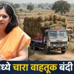 चंद्रपूर जिल्ह्यात चारा वाहतूक बंदीमुळे पशुधनासाठी चारा राखण्याचा निर्णय (प्रतिकात्मक छायाचित्र)