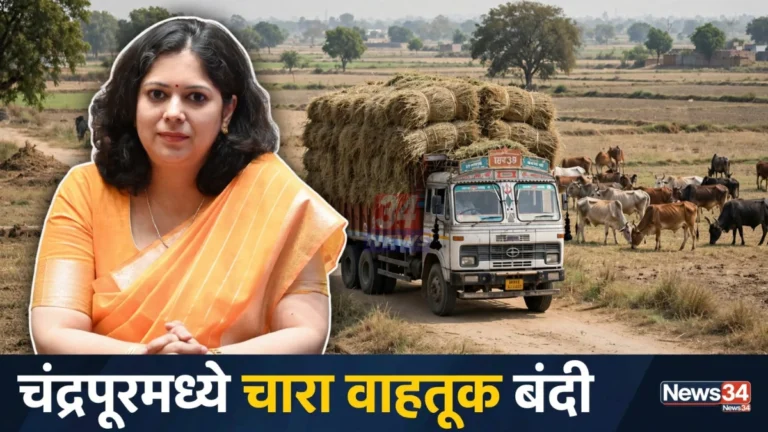 चंद्रपूर जिल्ह्यात चारा वाहतूक बंदीमुळे पशुधनासाठी चारा राखण्याचा निर्णय (प्रतिकात्मक छायाचित्र)