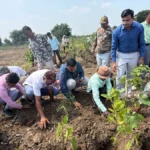 ५० ग्रामपंचायतींत एकाच दिवशी स्वस्तिक वृक्षलागवड मोहीम भद्रावती तालुक्यात स्वस्तिक वृक्षलागवड मोहीम शुभारंभ प्रसंगी वृक्षारोपण करताना अधिकारी