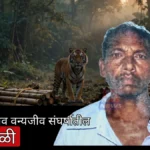 चंद्रपूर वाघ हल्ला मृत्यू झालेल्या गिलबिली जंगलातील जुनोना वनपरिक्षेत्र परिसर