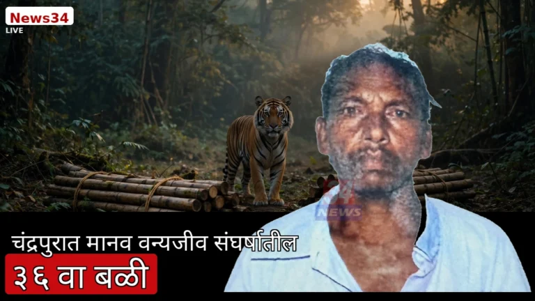 चंद्रपूर वाघ हल्ला मृत्यू झालेल्या गिलबिली जंगलातील जुनोना वनपरिक्षेत्र परिसर