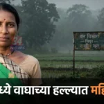 चिमूर तालुक्यात वाघाच्या हल्ल्यात महिला ठार; ३३ वा बळी चिमूर वाघाचा हल्ला झालेल्या पळसगाव वनपरिक्षेत्रातील जंगलालगतचे शेत