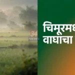 शेतात विसावा अचानक वाघ समोर आला...चिमुरात महिलेवर वाघाचा हल्ला चिमूर वाघ हल्ला झालेल्या खातोडा येथील धान शेताचे प्रातिनिधिक छायाचित्र