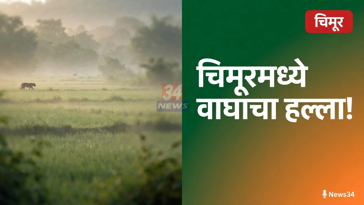 चिमूर वाघ हल्ला झालेल्या खातोडा येथील धान शेताचे प्रातिनिधिक छायाचित्र