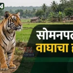 गोंडपिपरीतील सोमनपल्ली शेतशिवारात वाघाचा हल्ला झाल्यानंतरचे प्रातिनिधिक दृश्य