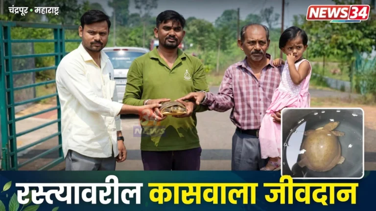 चंद्रपुरात रस्त्यावर सापडलेले इंडियन फ्लॅपशेल कासव वनविभागाच्या ताब्यात