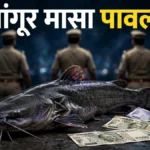 त्या डीबी पथकाला प्रतिबंधित मांगूर मासा पावला का? चंद्रपूर जिल्ह्यातील मांगूर मासा प्रकरणाशी संबंधित प्रतिकात्मक छायाचित्र