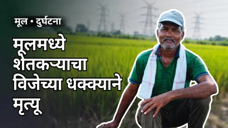 मूल शेतकरी विजेचा धक्का घटनेनंतर शेतातील भातपीक (प्रतिकात्मक छायाचित्र)