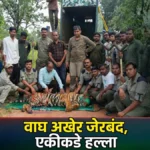 पळसगाव वाघ जेरबंद केल्यानंतर चंद्रपूर वनविभागाचे पथक