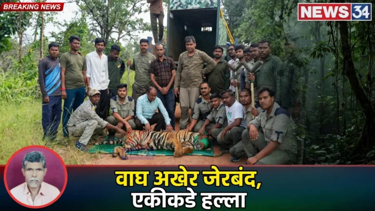 पळसगाव वाघ जेरबंद केल्यानंतर चंद्रपूर वनविभागाचे पथक