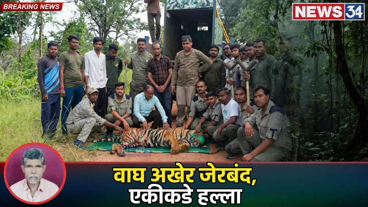 पळसगाव वाघ जेरबंद केल्यानंतर चंद्रपूर वनविभागाचे पथक