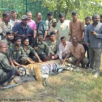 सावली वाघ जेरबंद करण्यासाठी वनविभागाने लावलेला भव्य पिंजरा