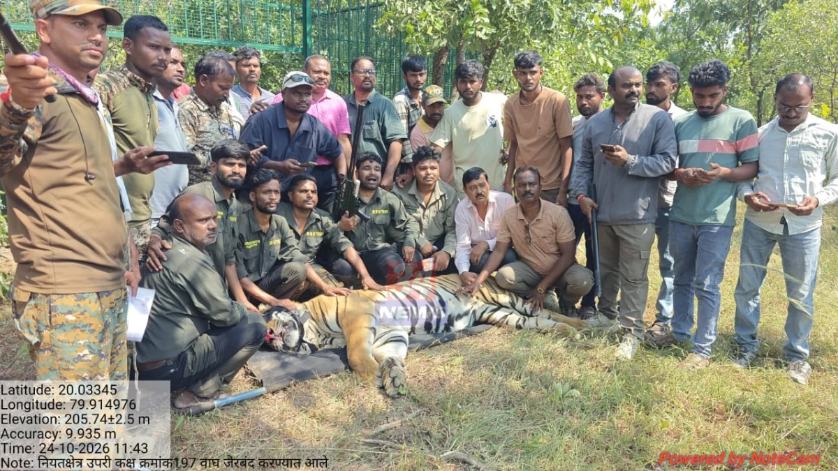 सावली वाघ जेरबंद करण्यासाठी वनविभागाने लावलेला भव्य पिंजरा