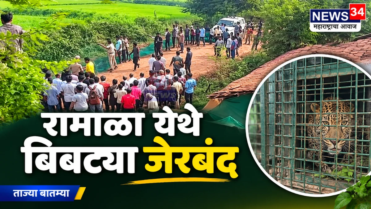 सिंदेवाही रामाळा बिबट्या जेरबंद केल्यानंतर वनविभागाचे रेस्क्यू पथक