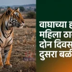 सिंदेवाही मध्ये वाघाच्या हल्ल्यात महिला शेतकरी ठार; दोन दिवसांत दुसरा बळी सिंदेवाही वाघ हल्ला घटनेनंतर भेंडाळा येथील शेताचे प्रातिनिधिक छायाचित्र
