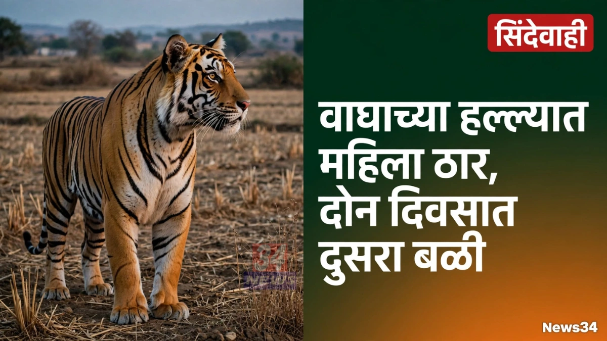 सिंदेवाही वाघ हल्ला घटनेनंतर भेंडाळा येथील शेताचे प्रातिनिधिक छायाचित्र